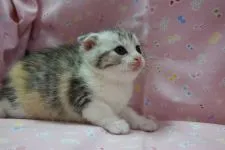 スコティッシュフォールド(折れ耳)【茨城県・女の子・2021年5月2日・シルバーパッチドタビー】の写真3「2021.5.31撮影」