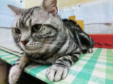 アメリカンショートヘア【・男の子・2015年10月25日・シルバータビー】