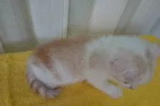 スコティッシュフォールド(折れ耳)【茨城県・男の子・2021年5月2日・マッカレルタビー&ホワイト】の写真5「2021.6.14撮影」