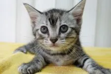 マンチカン(長足)【茨城県・女の子・2021年4月20日・】の写真5「2021.6.14撮影」