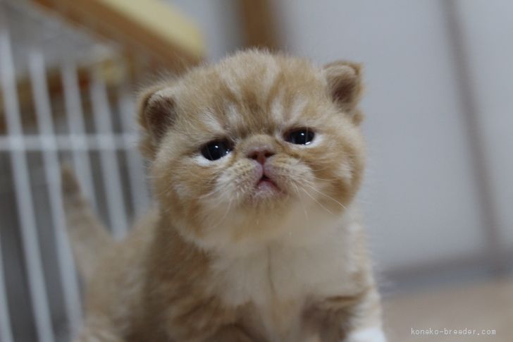 九州 沖縄でおすすめのエキゾチックショートヘアのブリーダー キャッテリー特集 みんなのペットライフ