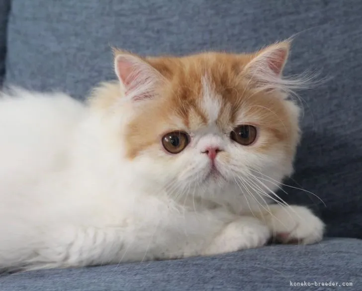 ID:2203-01538の子猫
