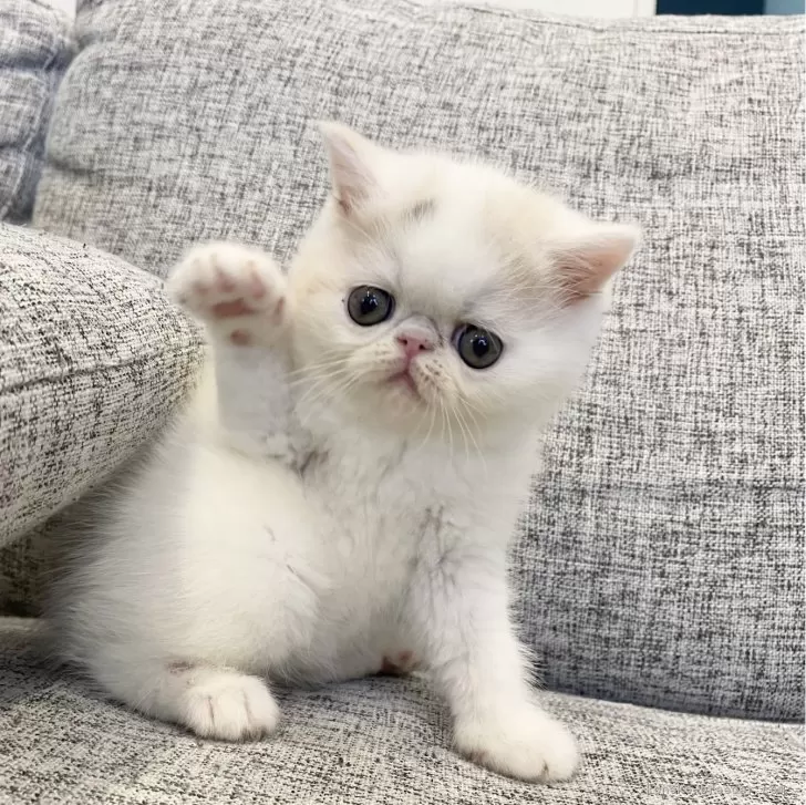 ID：2404-03063の子猫