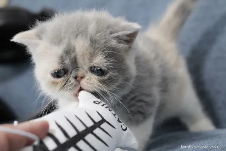 ID：2002-00161の子猫