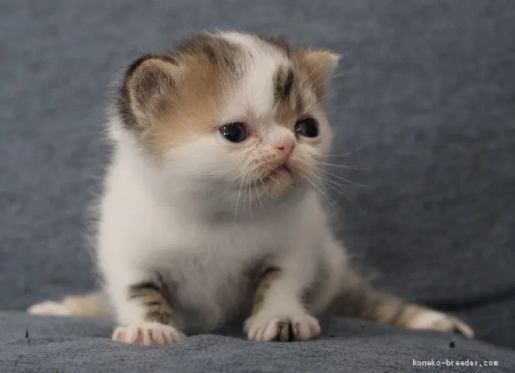 Ryo 様のお迎えした子猫