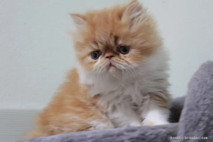 ID：1801-00676の子猫