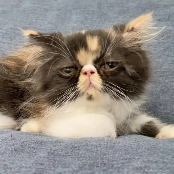ID:2205-02808の子猫