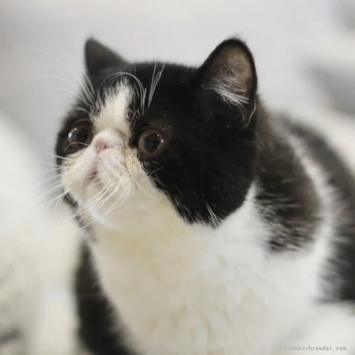 ID:2305-03072の子猫