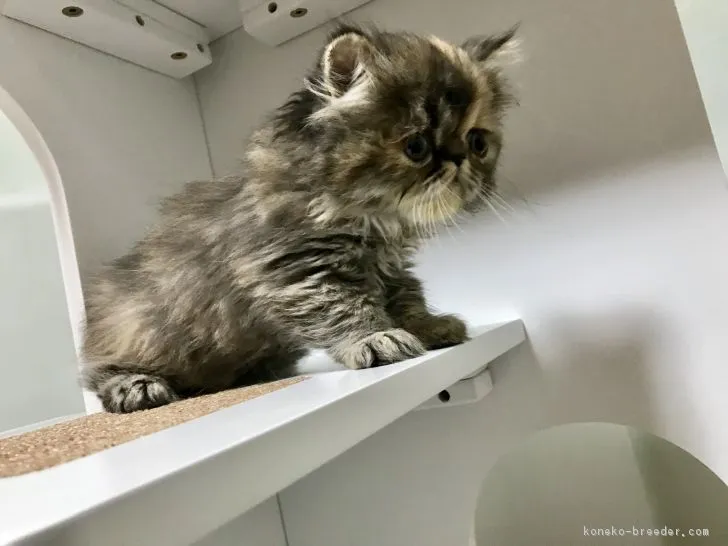 ID：1902-00083の子猫