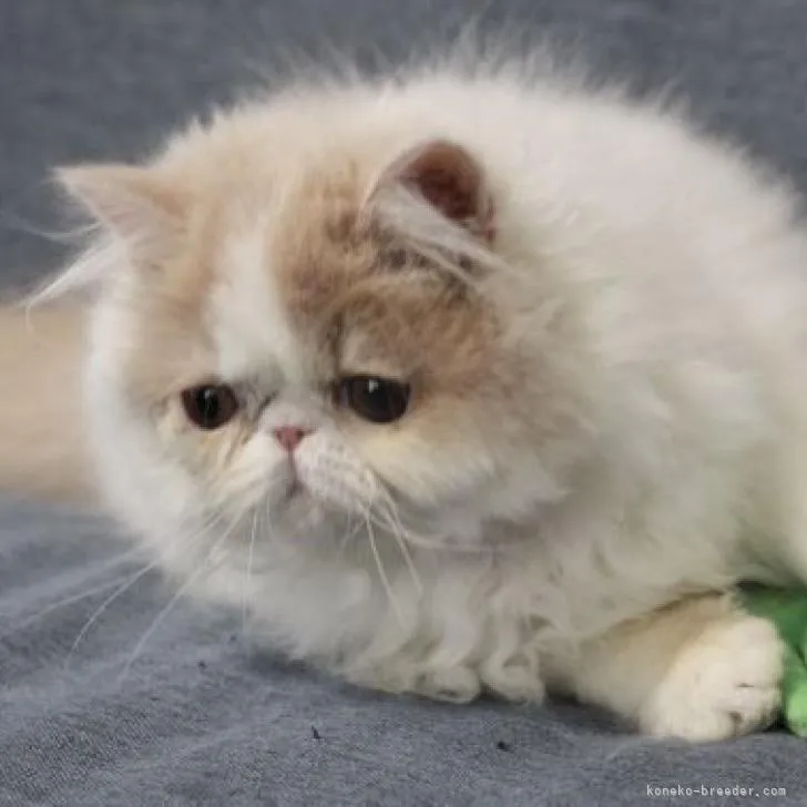 ID:2208-03002の子猫