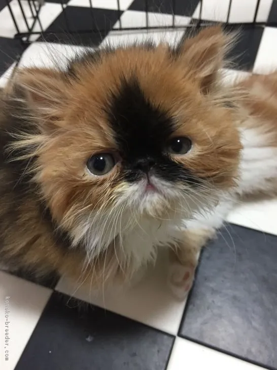 みさみさ 様のお迎えした子猫
