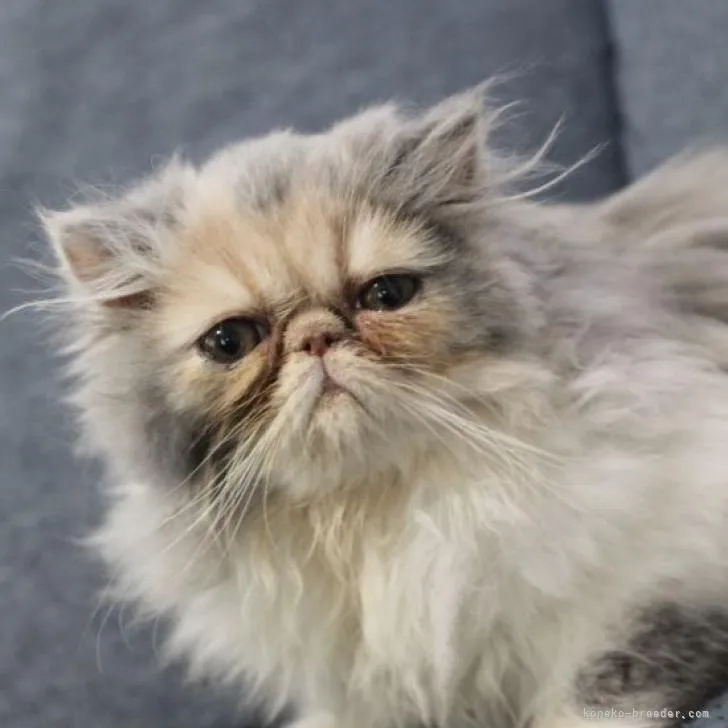 ID:2211-02392の子猫