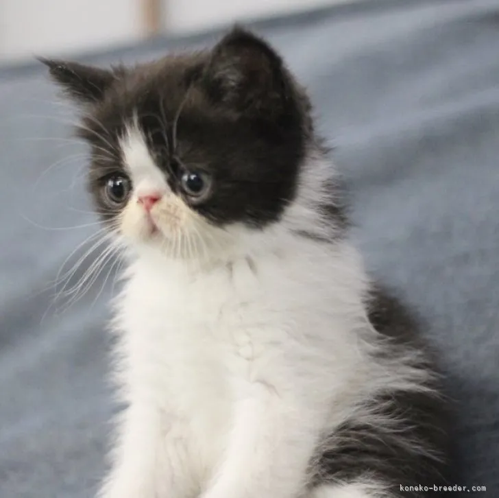 ID:2305-03068の子猫