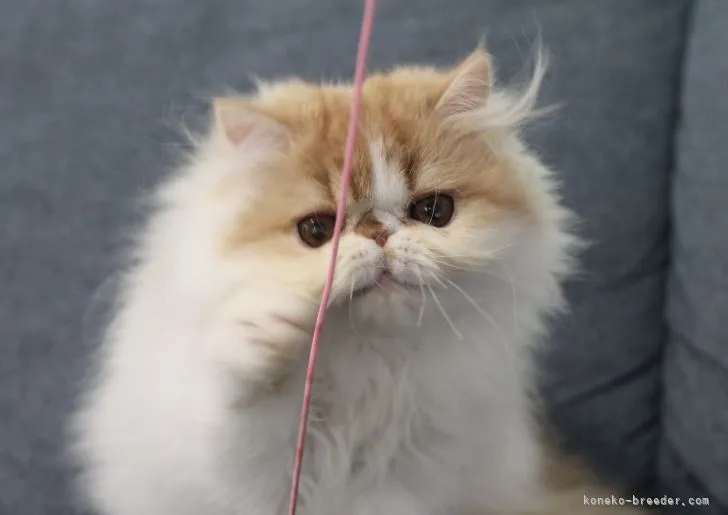 ID:2203-01539の子猫