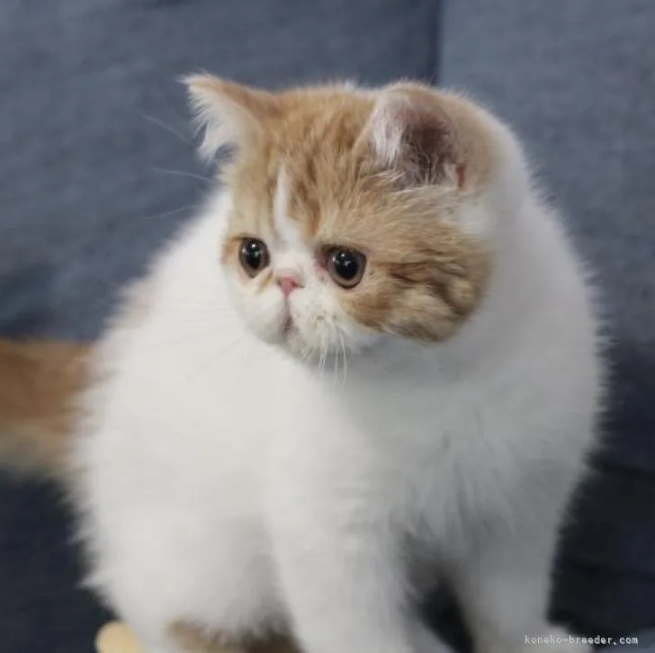 ID:2212-01164の子猫