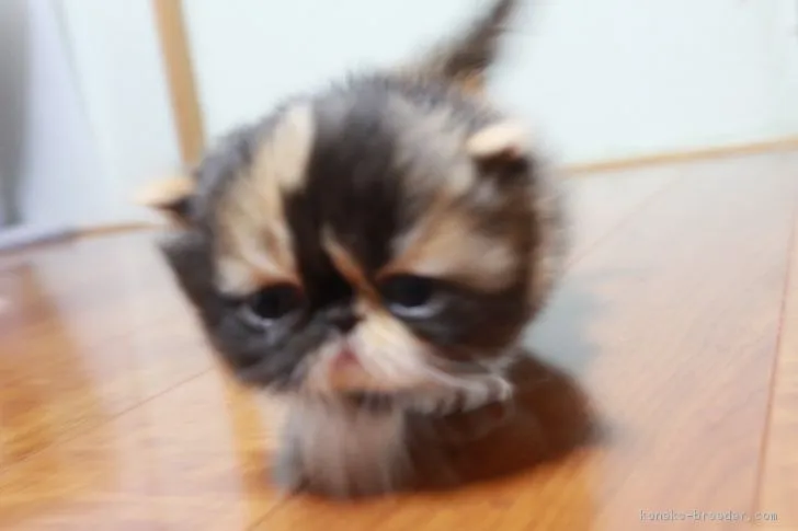ニニコ 様のお迎えした子猫