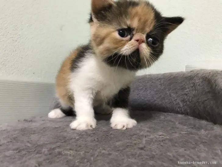マンセル二世 様のお迎えした子猫