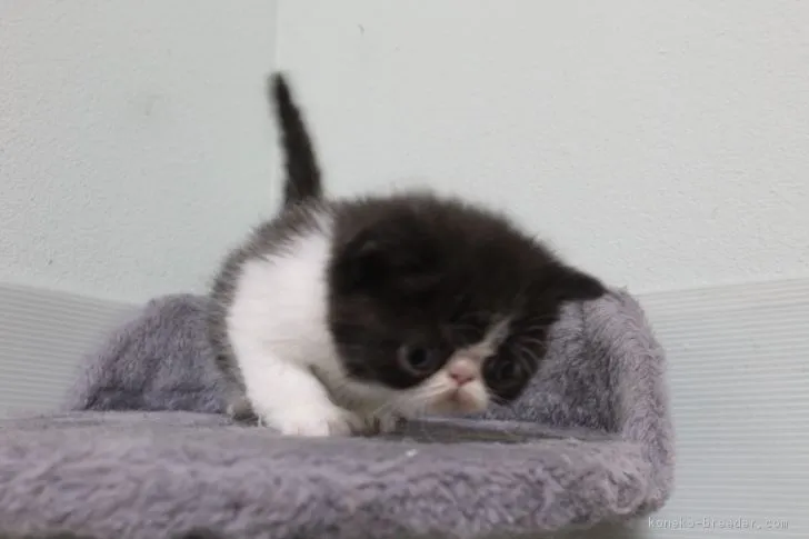 ID：1803-00595の子猫