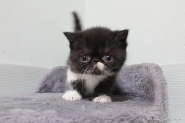 ID:1803-00607の子猫