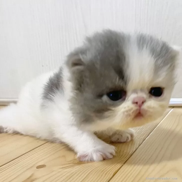 ID:2411-00620の子猫