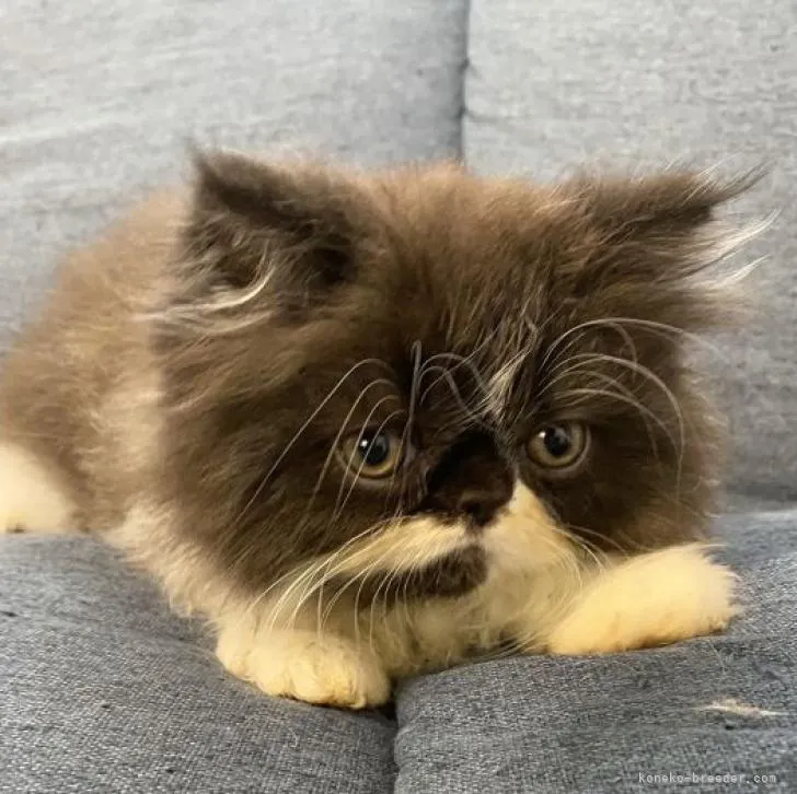 ID:2206-02839の子猫