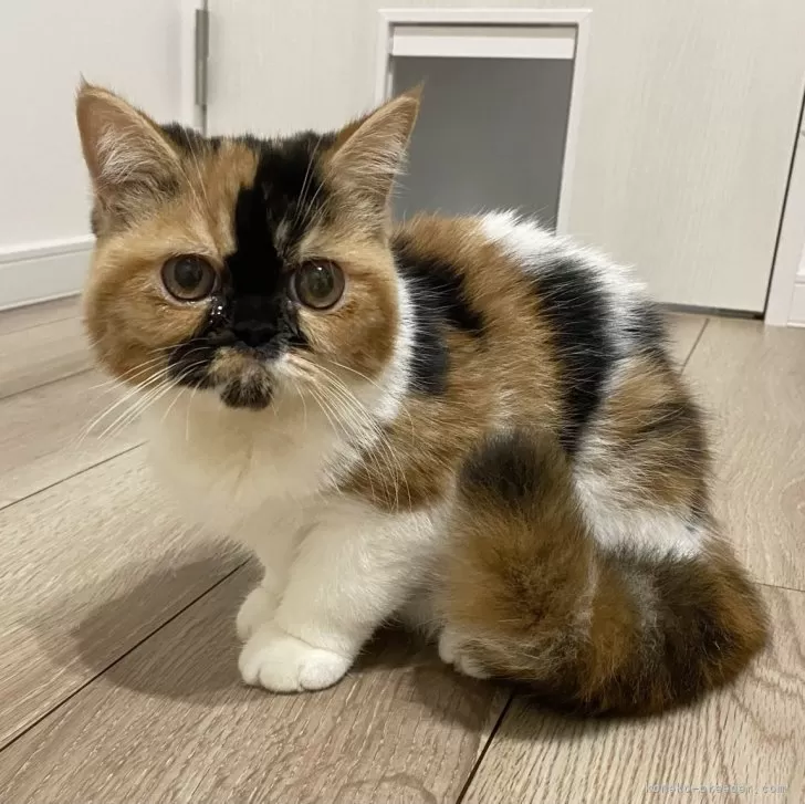 ID：2312-01169の子猫