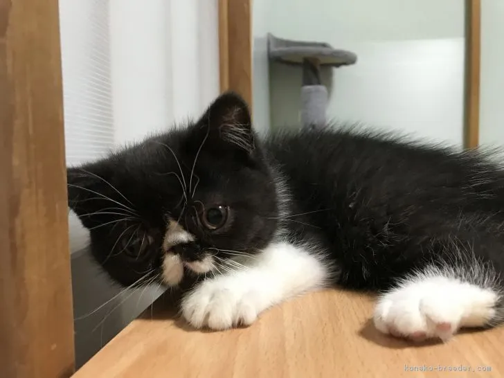 ID:1803-00596の子猫