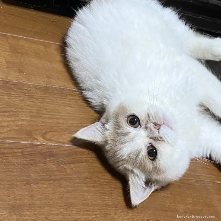 エキゾチックショートヘア【佐賀県・男の子・2023年3月19日・レッド&amp;ホワイト】の写真1「8/9に撮影♥️」