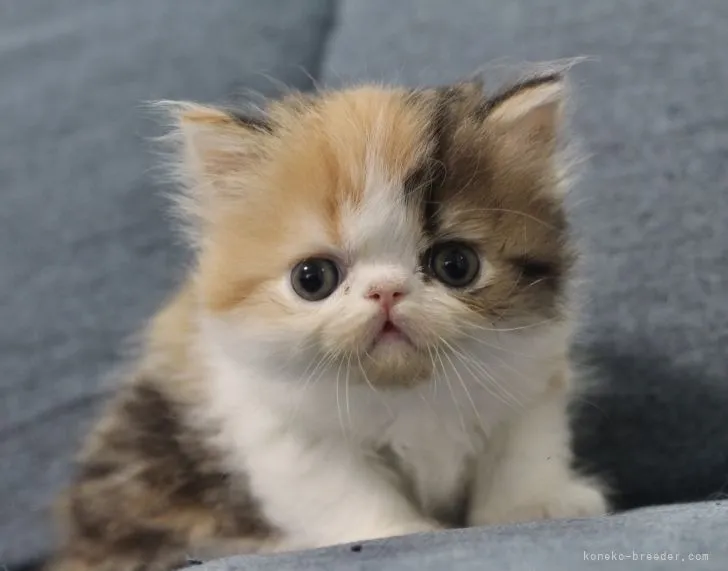 ID:2105-00076の子猫