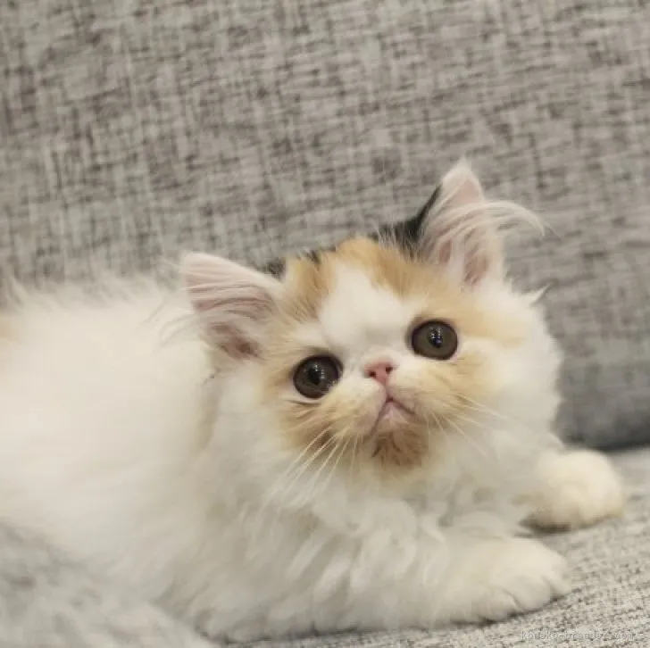 ID:2309-02901の子猫