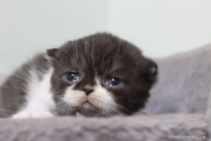 ID：1807-01340の子猫