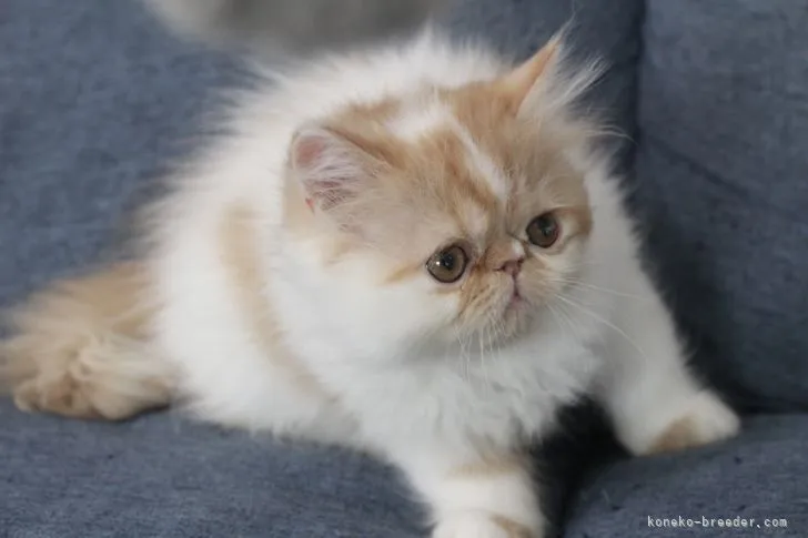 ID：2110-01897の子猫