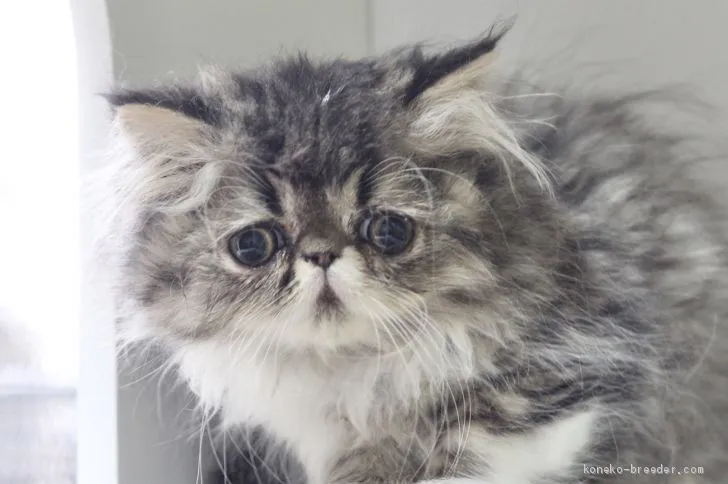 ID:1911-00425の子猫