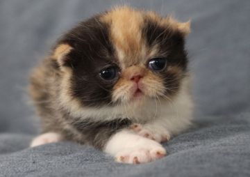 エキゾチックショートヘア【佐賀県・女の子・2020年9月30日・キャリコ（ショート）】の写真「お目目くりりの女の子❤」