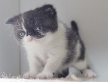 エキゾチックショートヘア【佐賀県・男の子・2021年2月8日・ブラック&ホワイト】の写真「ぶちゃかわな男の子❤」