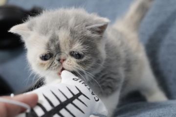 エキゾチックショートヘア【佐賀県・女の子・2020年1月17日・ダイリュートキャリコ（ショート）】の写真「ぶちゃかわ〜❤」