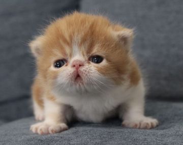 エキゾチックショートヘア【佐賀県・男の子・2021年4月15日・レッドタビー&ホワイト】の写真「ぶちゃかわな❤」