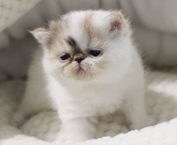 エキゾチックショートヘア【佐賀県・女の子・2021年11月21日・ブラウンタビー&ホワイト】の写真「ぶちゃかわの女の子❤」