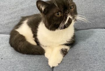 エキゾチックショートヘア【佐賀県・男の子・2020年9月30日・ブラック&ホワイト（ショート）】の写真「ぺちゃんこでぶさかわ❤」