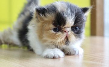 エキゾチックショートヘア【佐賀県・女の子・2019年8月27日・キャリコ】の写真「鼻ぺちゃ＆ぶちゃかわな女の子❤」