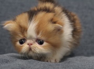 エキゾチックショートヘア【佐賀県・女の子・2020年5月23日・キャリコ（ロング）】の写真「タレ目の可愛い〜女の子❤」