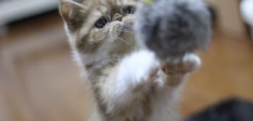 エキゾチックショートヘア【佐賀県・男の子・2018年11月4日・レッドタビー&ホワイト（ショート）】の写真「ぶちゃかわな男の子(*´`)♡」