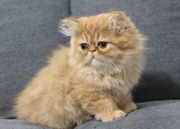 エキゾチックショートヘア【佐賀県・男の子・2020年11月1日・レッドタビー（ロング）】の写真「お目目クリクリ❤」