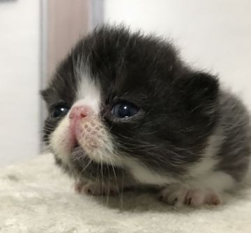 エキゾチックショートヘア【佐賀県・男の子・2017年6月9日・ブラック&ホワイト（ショート）】の写真「ハチワレの元気のいい男の子です｡」