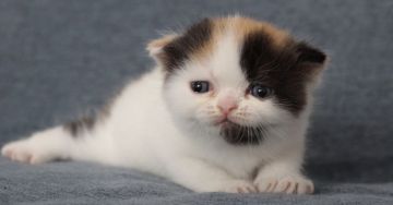 エキゾチックショートヘア【佐賀県・女の子・2020年5月29日・キャリコ】の写真「人間みたいなエキゾ❤」