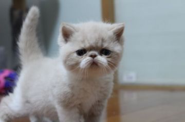 エキゾチックショートヘア【佐賀県・男の子・2018年11月4日・クリームタビー&ホワイト（ショート）】の写真「ペチャンコな男の子(*´`)♡」