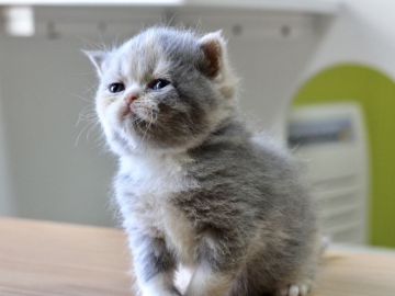 エキゾチックショートヘア【佐賀県・女の子・2019年8月27日・ダイリュートキャリコ】の写真「淡い優しいお色の女の子❤」