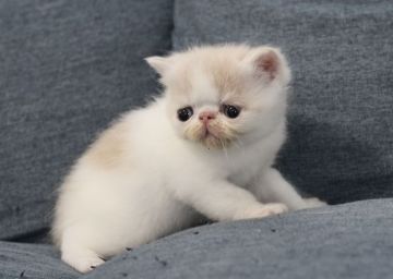 エキゾチックショートヘア【佐賀県・男の子・2022年2月17日・クリーム&ホワイト（ショート）】の写真「パパそっくりな可愛い子❤」