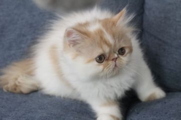 エキゾチックショートヘア【佐賀県・男の子・2021年9月30日・レッド&ホワイト（ロング）】の写真「ブサカワな男の子❤」