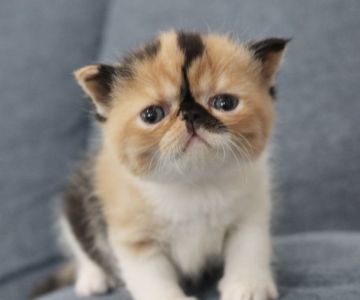 エキゾチックショートヘア【佐賀県・女の子・2021年8月7日・キャリコ】の写真「甘々なお顔❤」